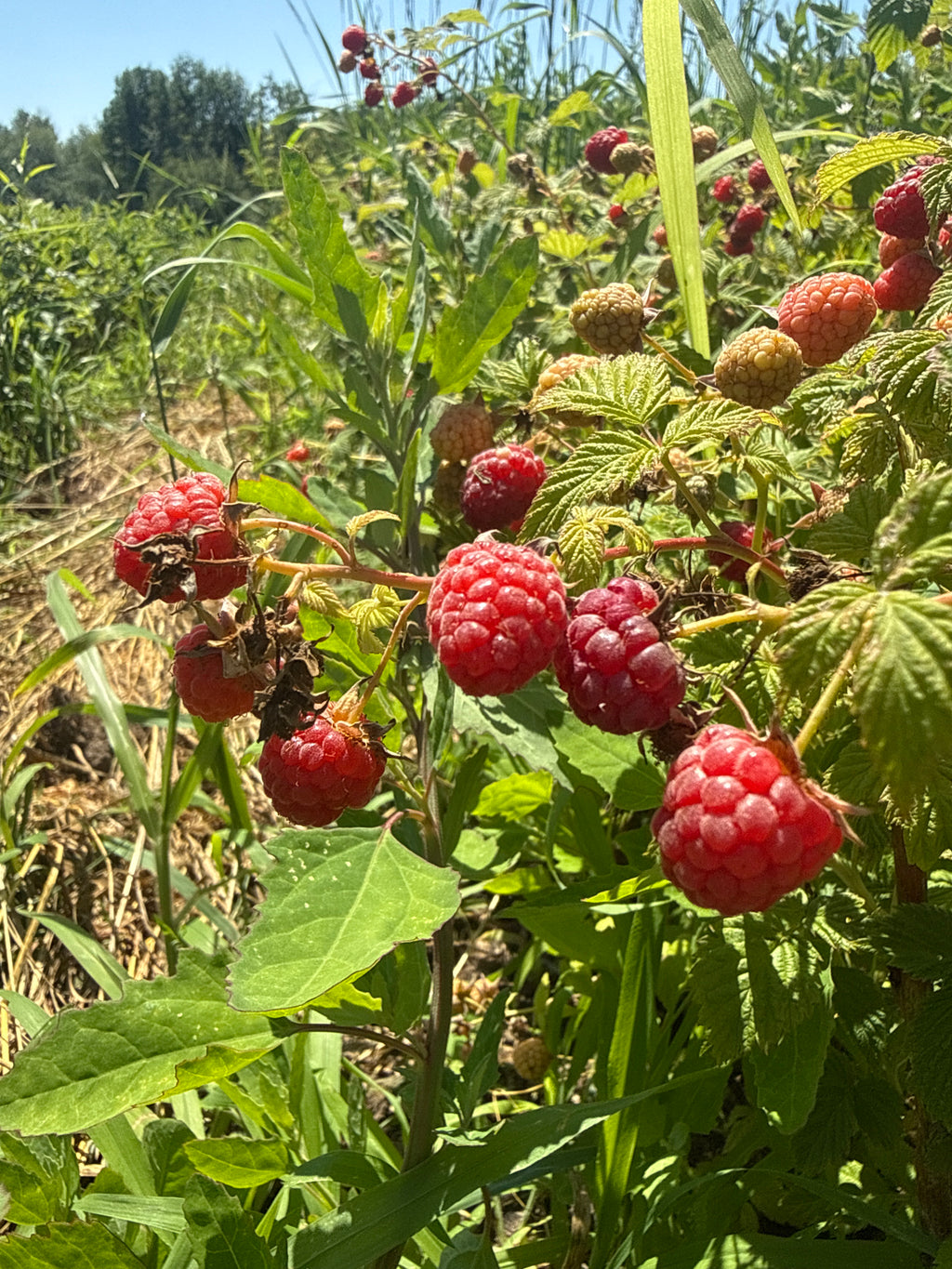 Prelude Red Raspberry