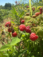 Prelude Red Raspberry