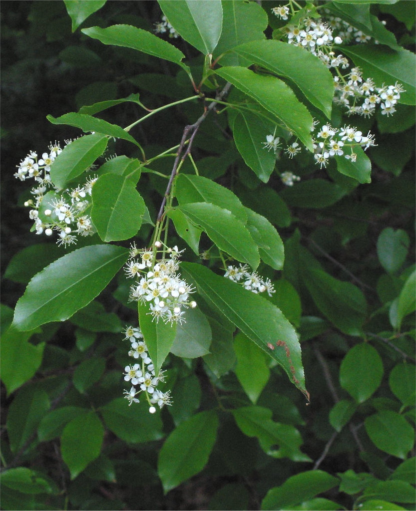 Black Cherry - Prunus serotina