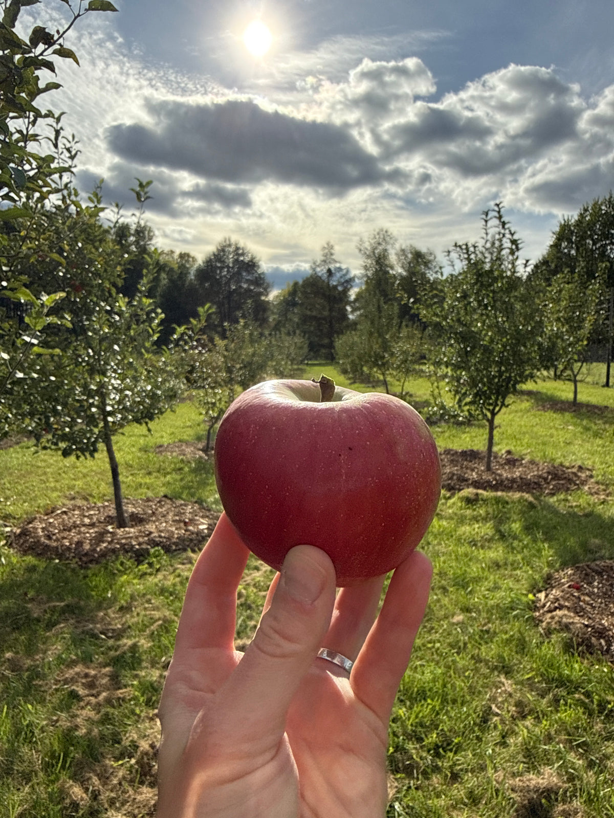 Pound Sweet Apple