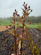 Isaac Juneberry
