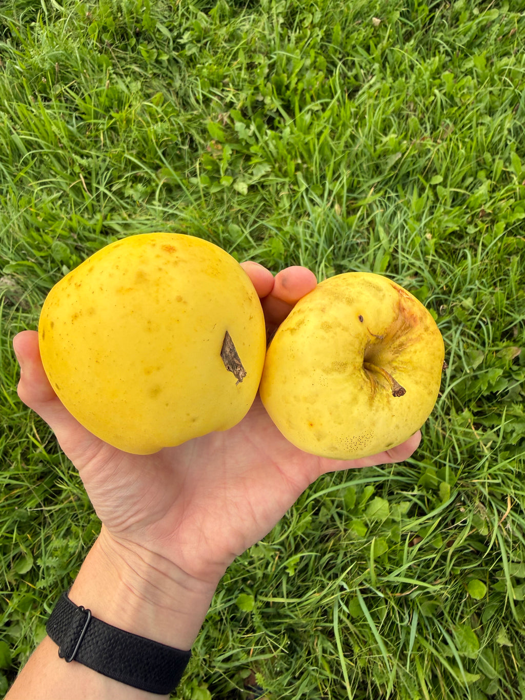 Ginger Gold Apple