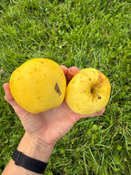 Ginger Gold Apple