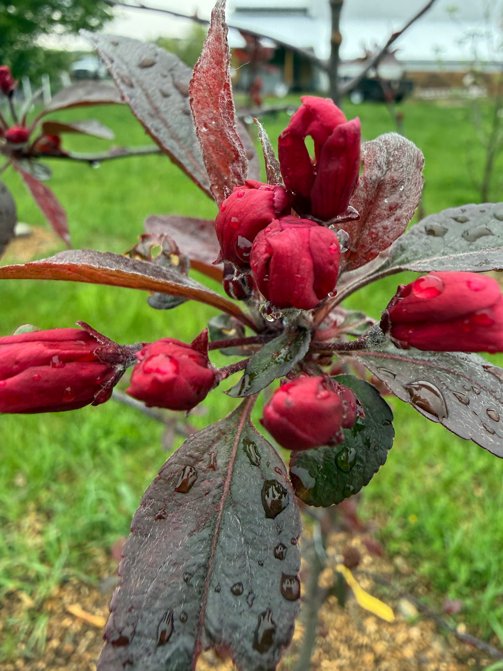 Lemoine Crab Apple