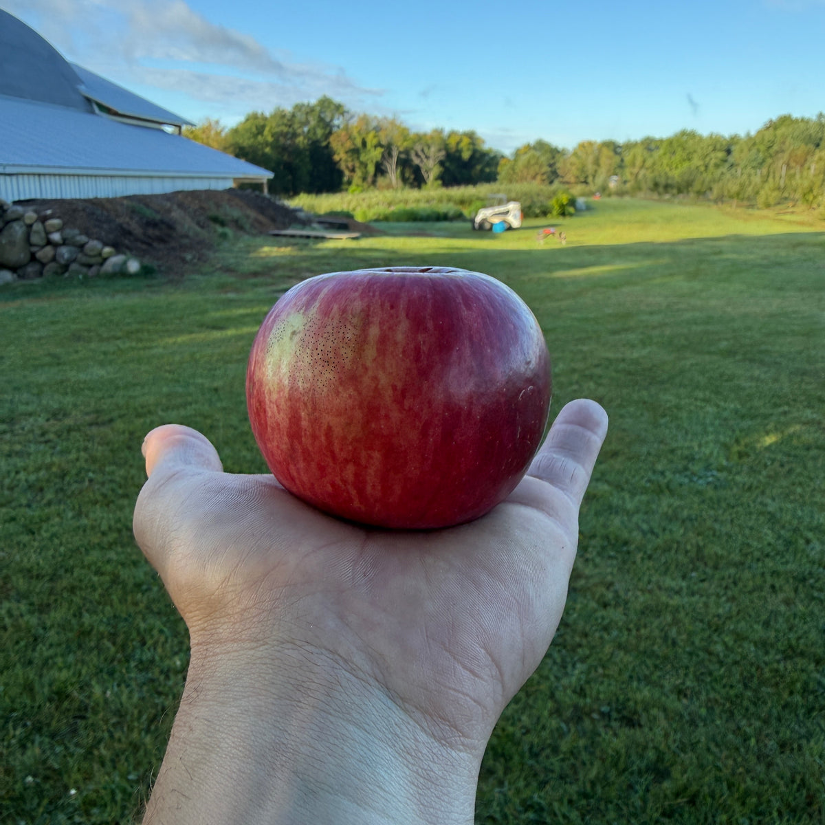 Striped Harvey Apple