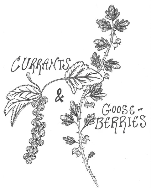 Black Currant - "Crandall"