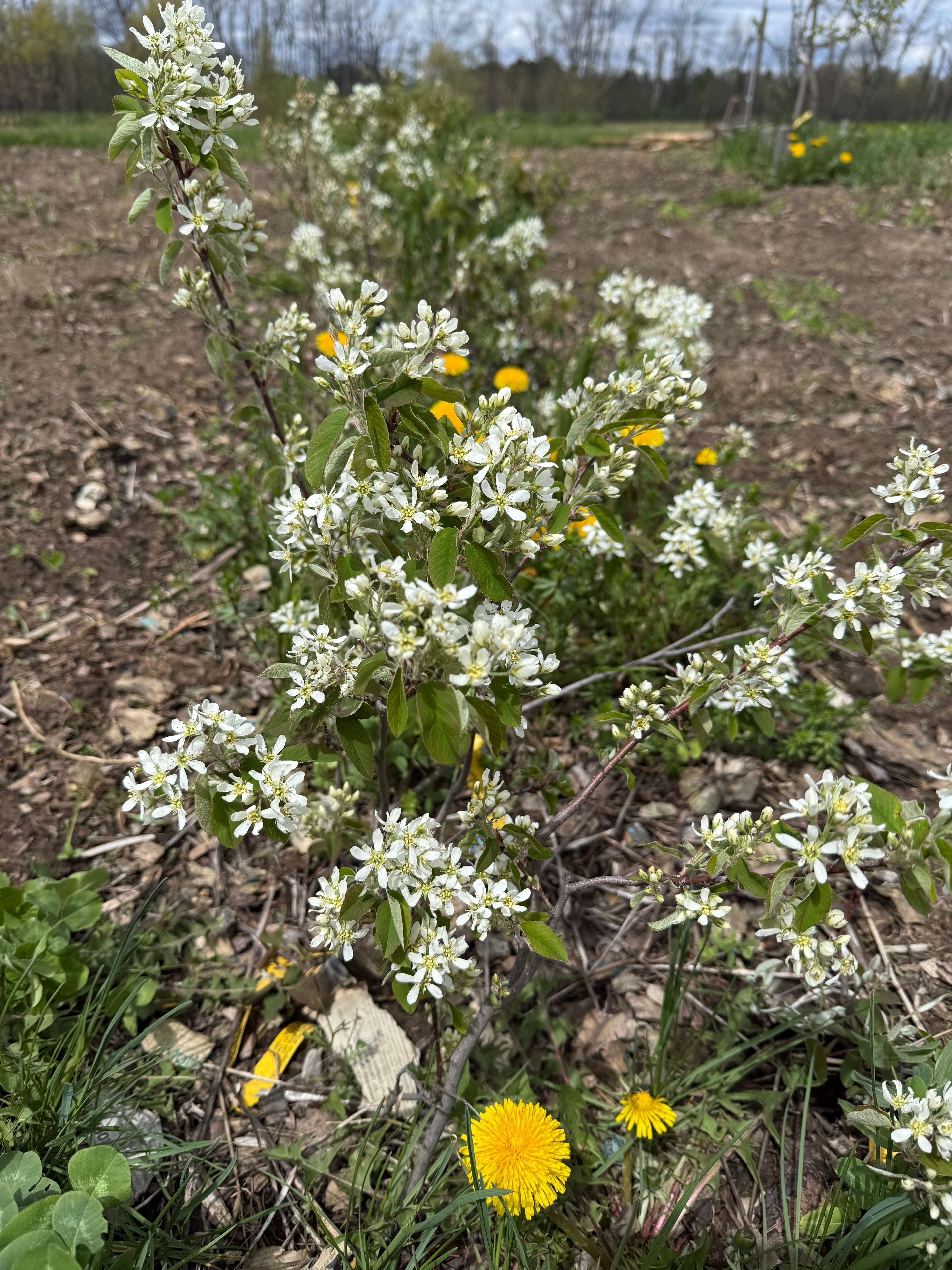 Parkhill Juneberry