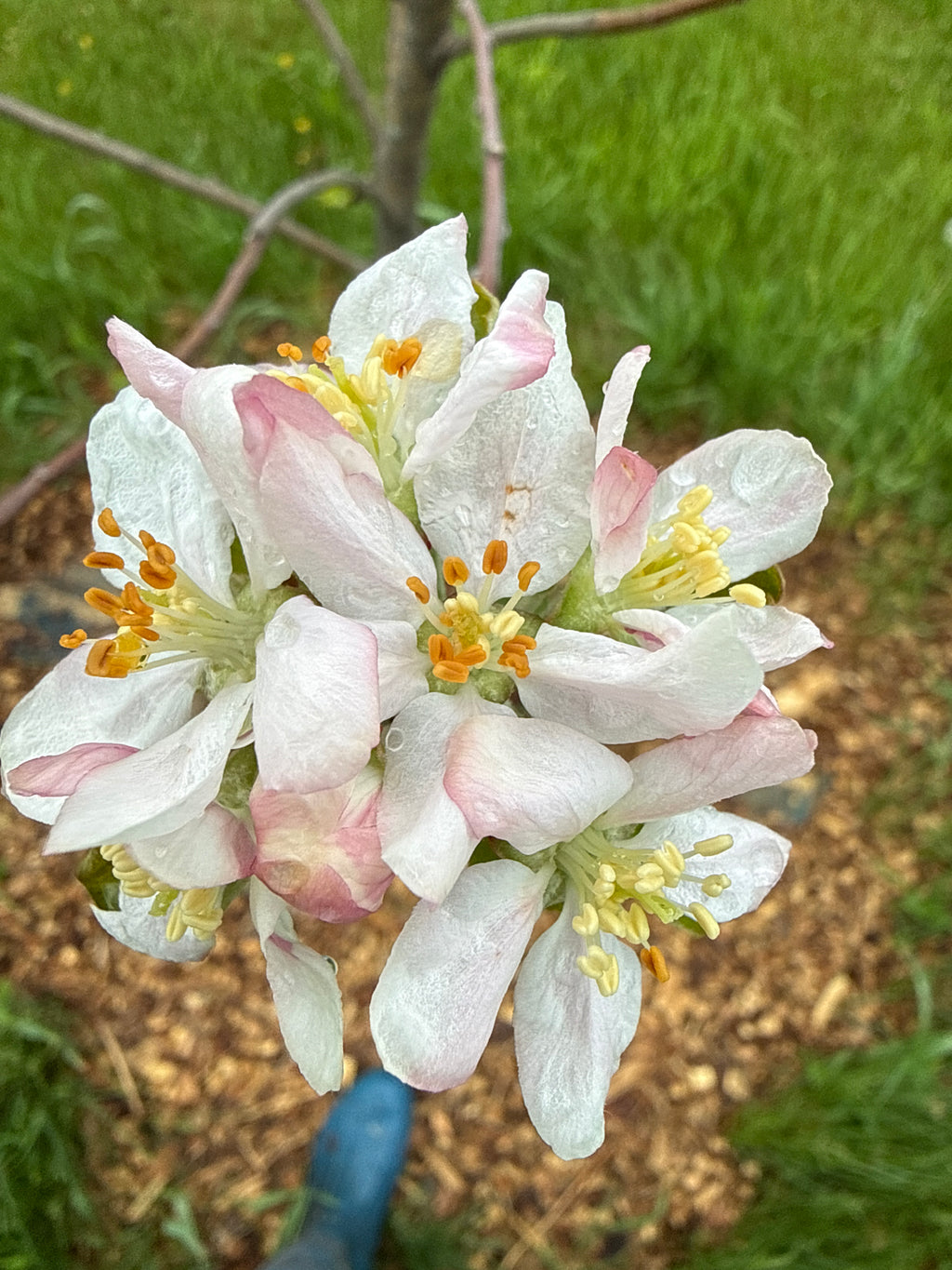 Bullock Apple