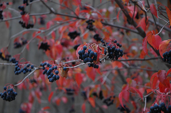 Nannyberry - Viburnum lentago