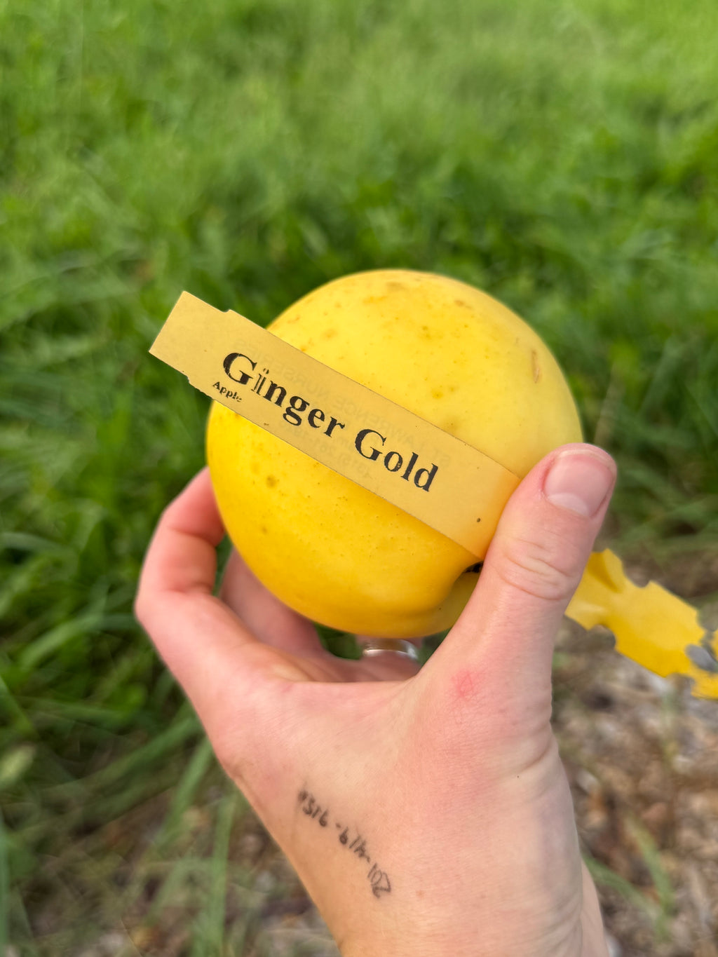 Ginger Gold Apple