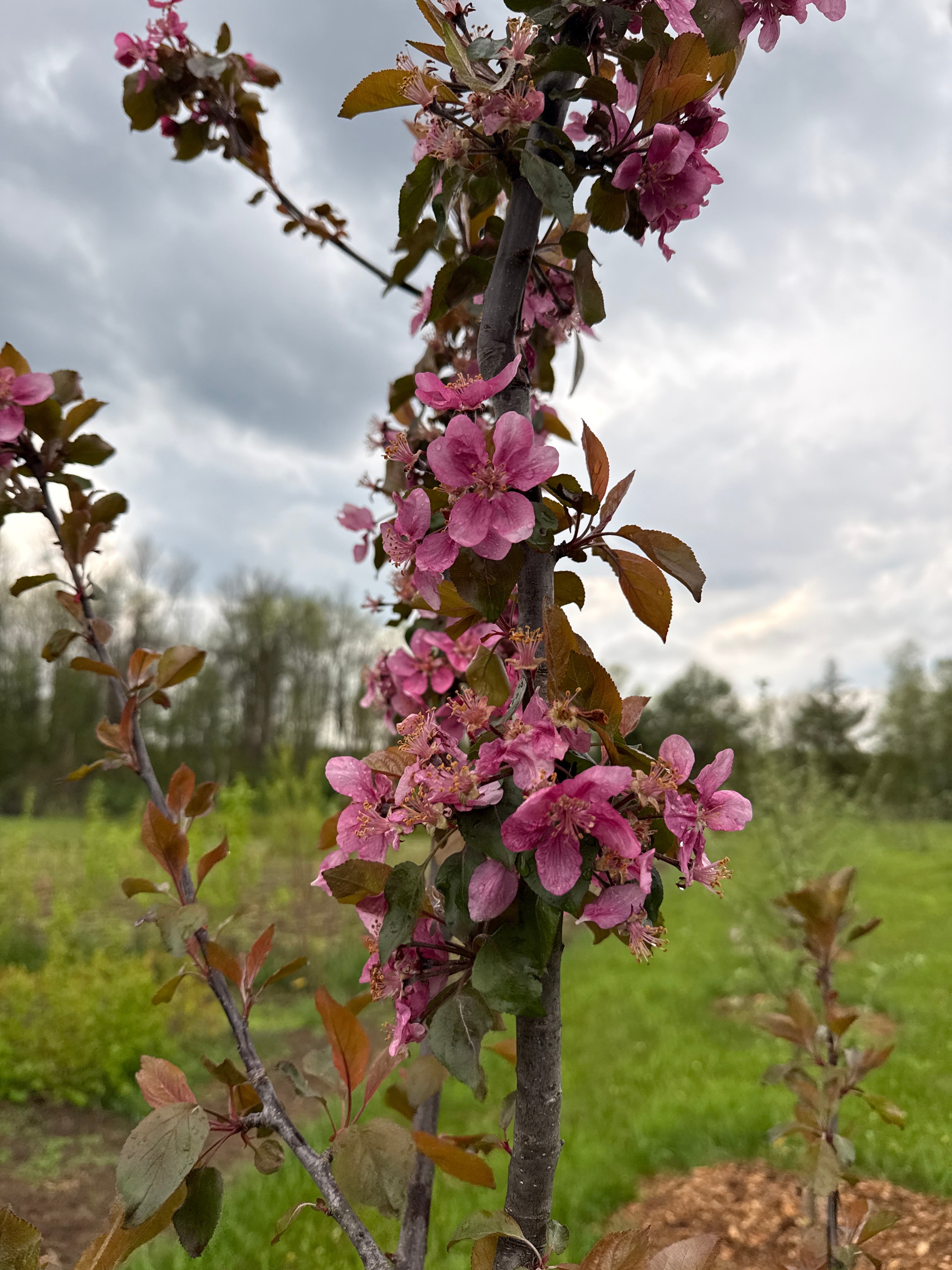 Purple Passion Apple