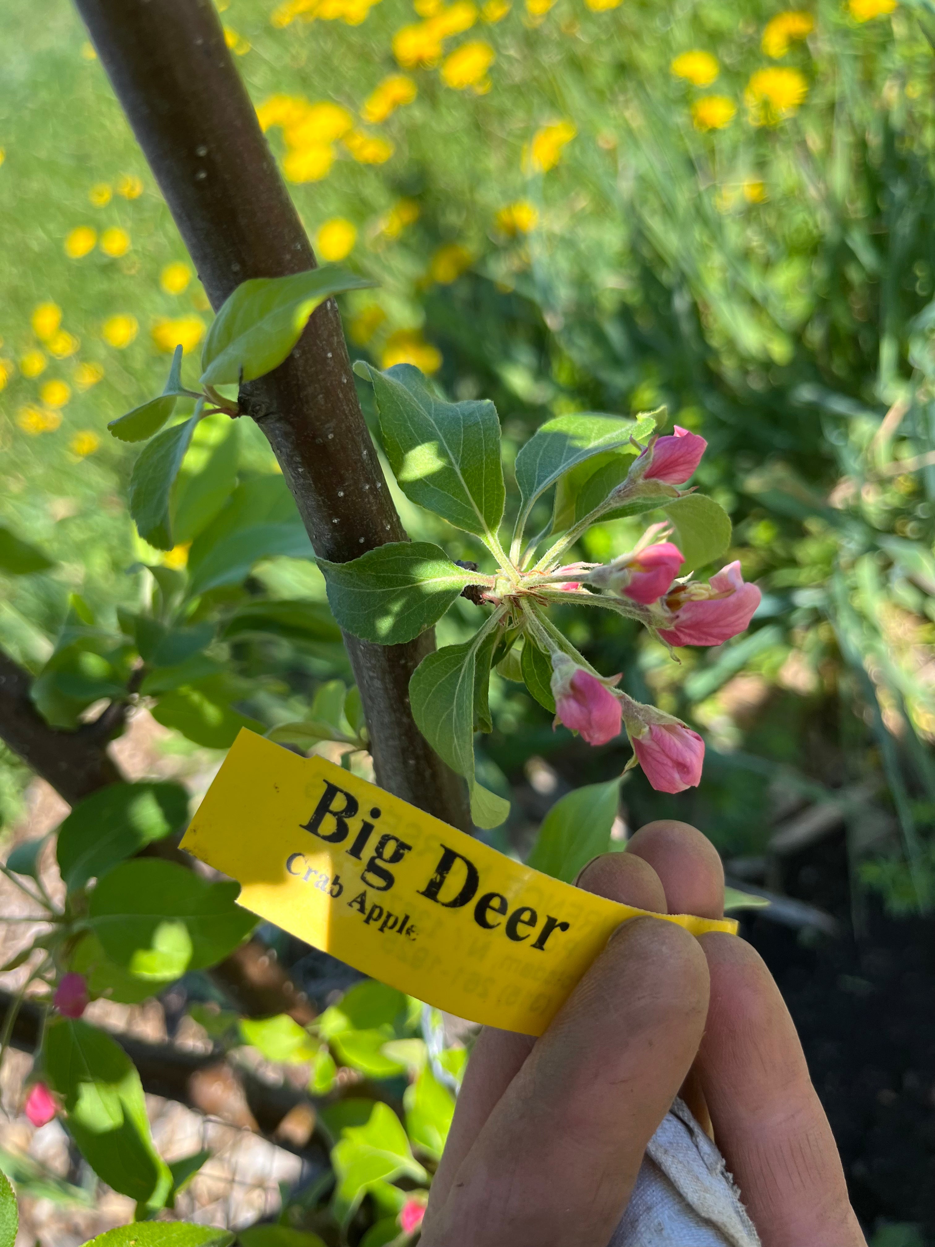 Big Deer Crab Apple