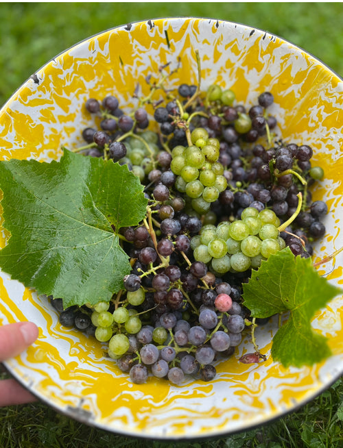 Beta Grape – St. Lawrence Nurseries