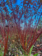 Red Osier Dogwood - Cornus sericea