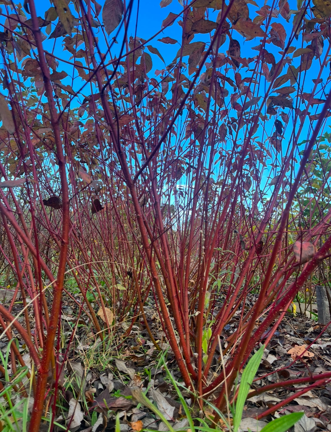 Red Osier Dogwood - Cornus sericea