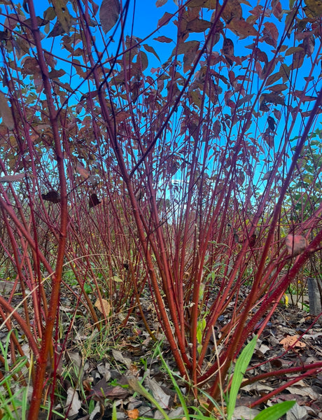 Red Osier Dogwood - Cornus sericea