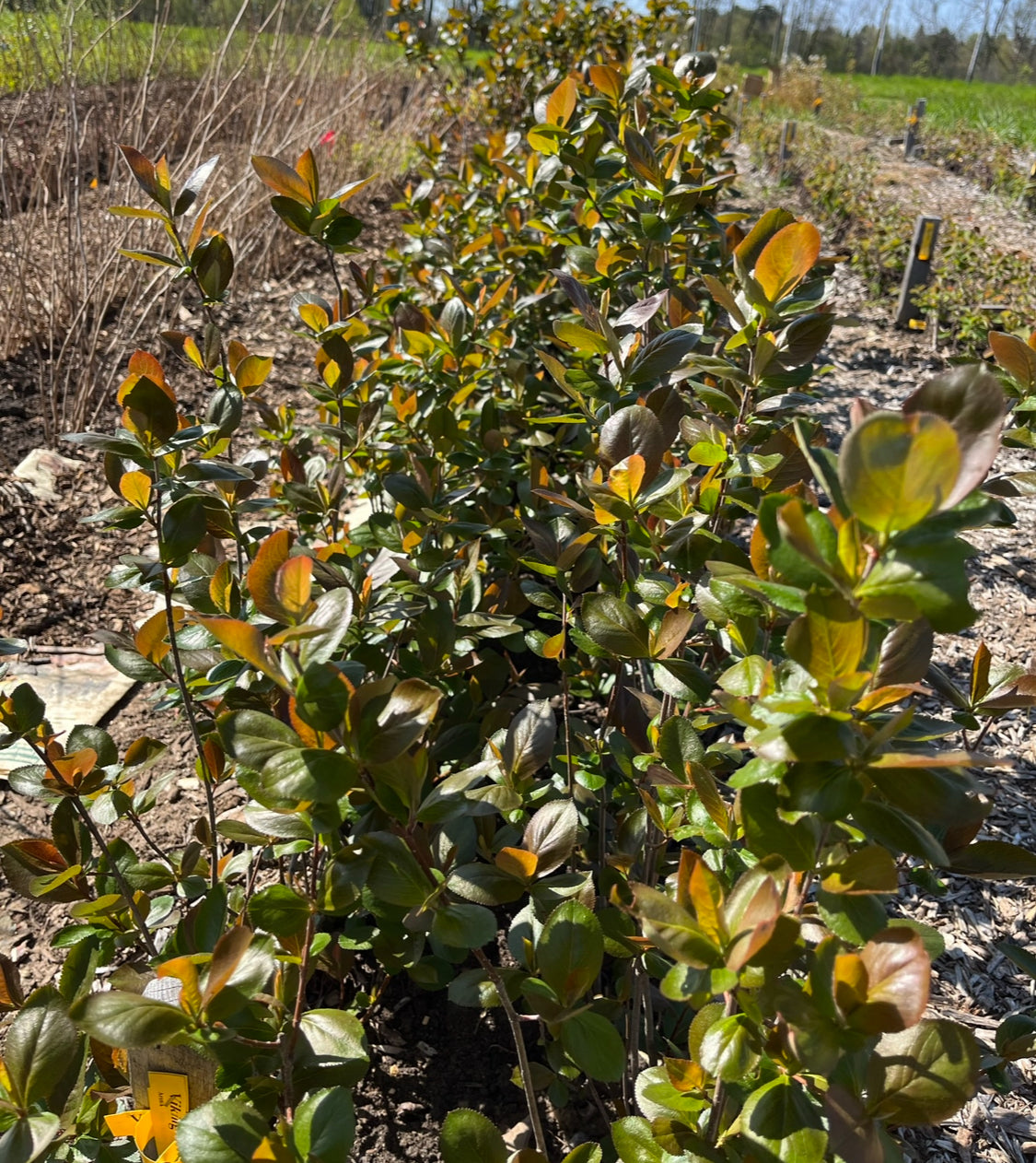 Aronia (Black Chokeberry) - "Nero"