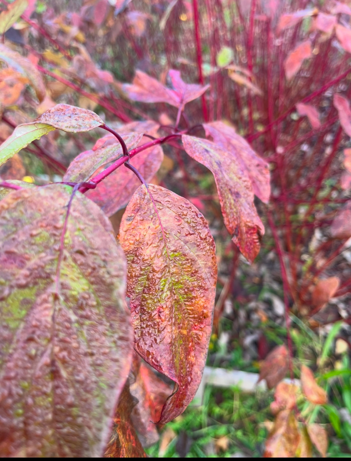 Red Osier Dogwood - Cornus sericea