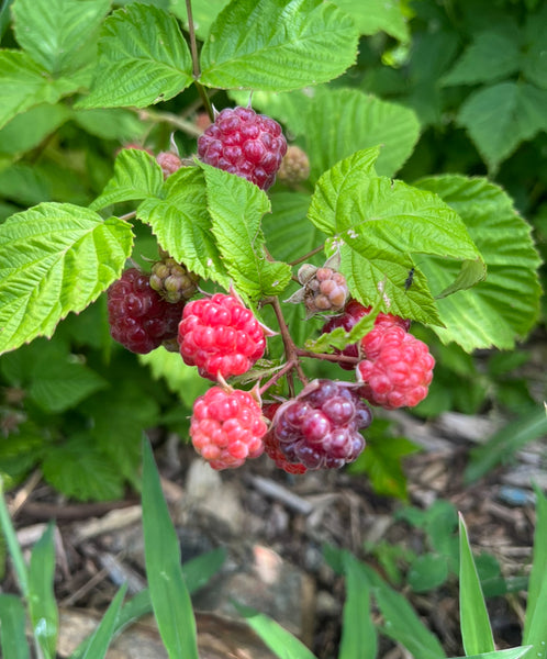 Brandywine - Purple Raspberry – St. Lawrence Nurseries