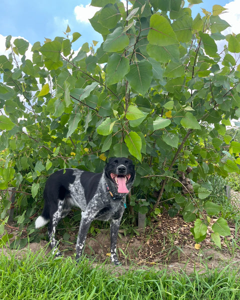 Cottonwood - "Sir William" (Populus deltoides)