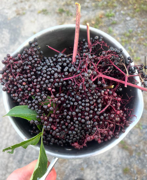 Nova Elderberry