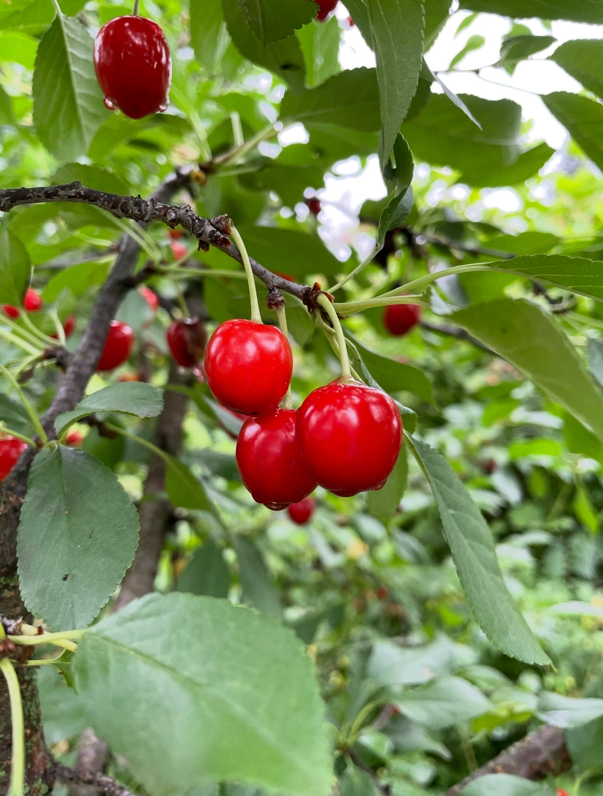Wowza - Dwarf Sour Cherry