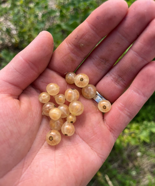 White Currant - "White Imperial"