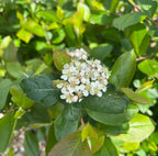 Aronia (Black Chokeberry) - "Nero"
