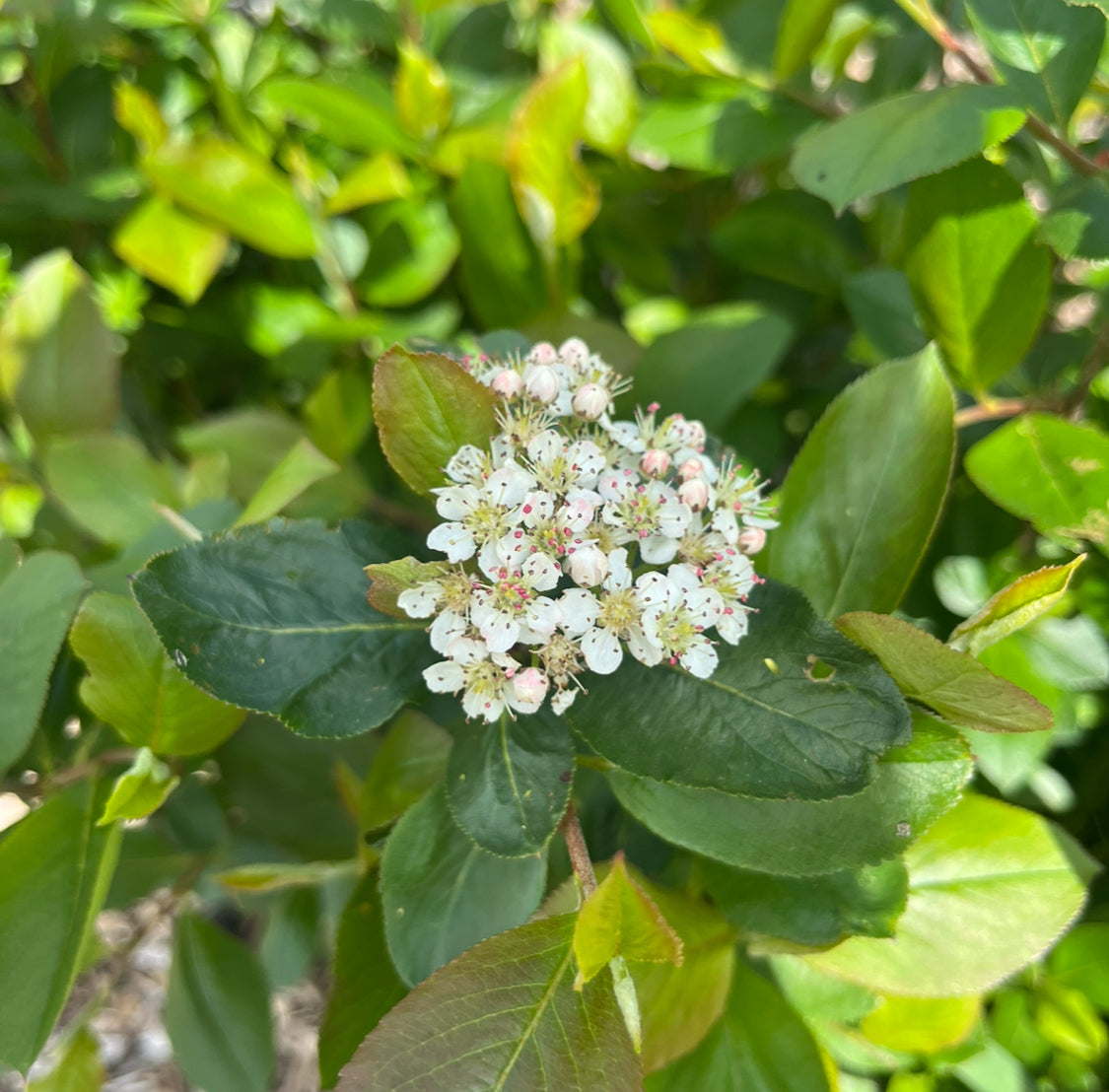Aronia (Black Chokeberry) - "Nero"