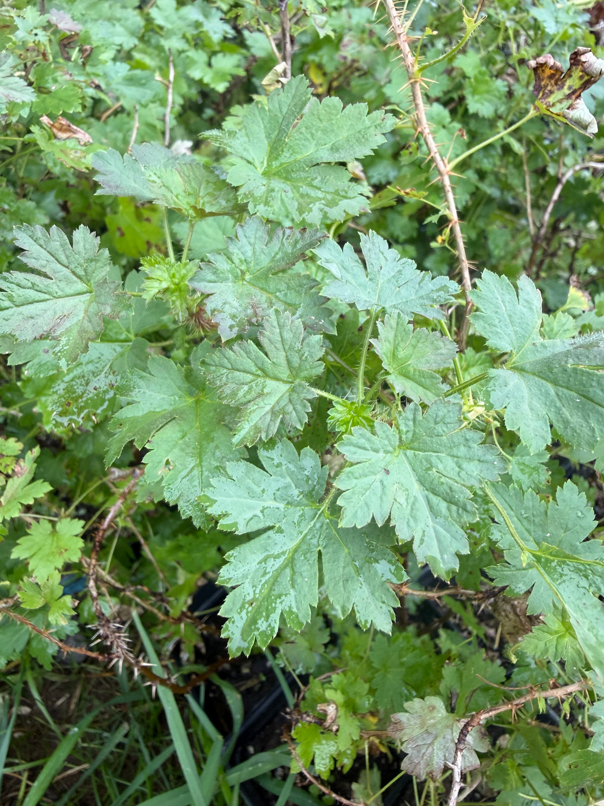 Captivator Gooseberry