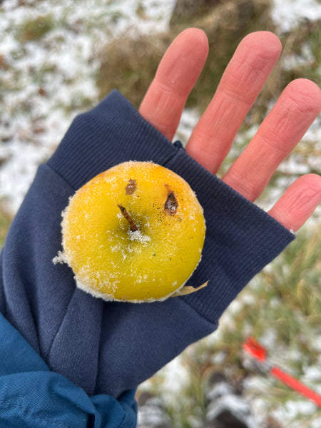 Kola Crab  Apple