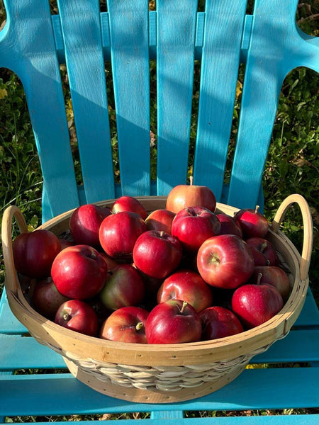 Viking Apple