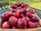 Viking Apple