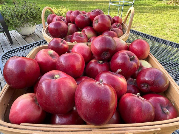 Viking Apple