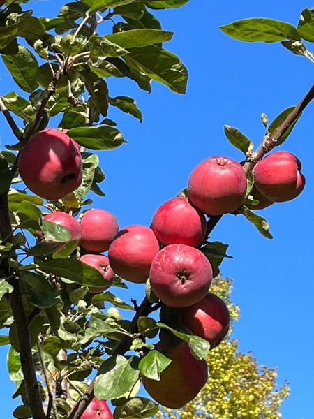 Viking Apple