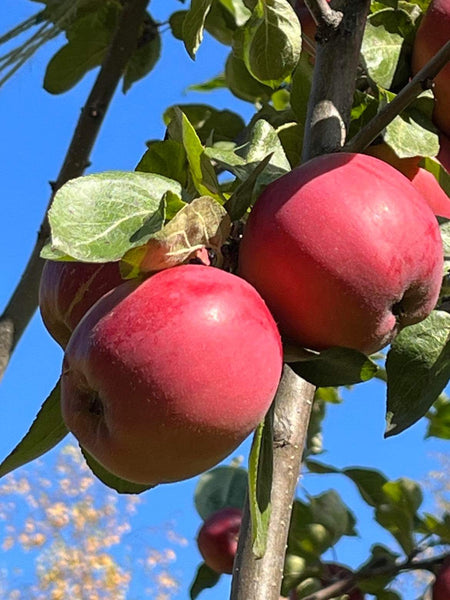 Viking Apple