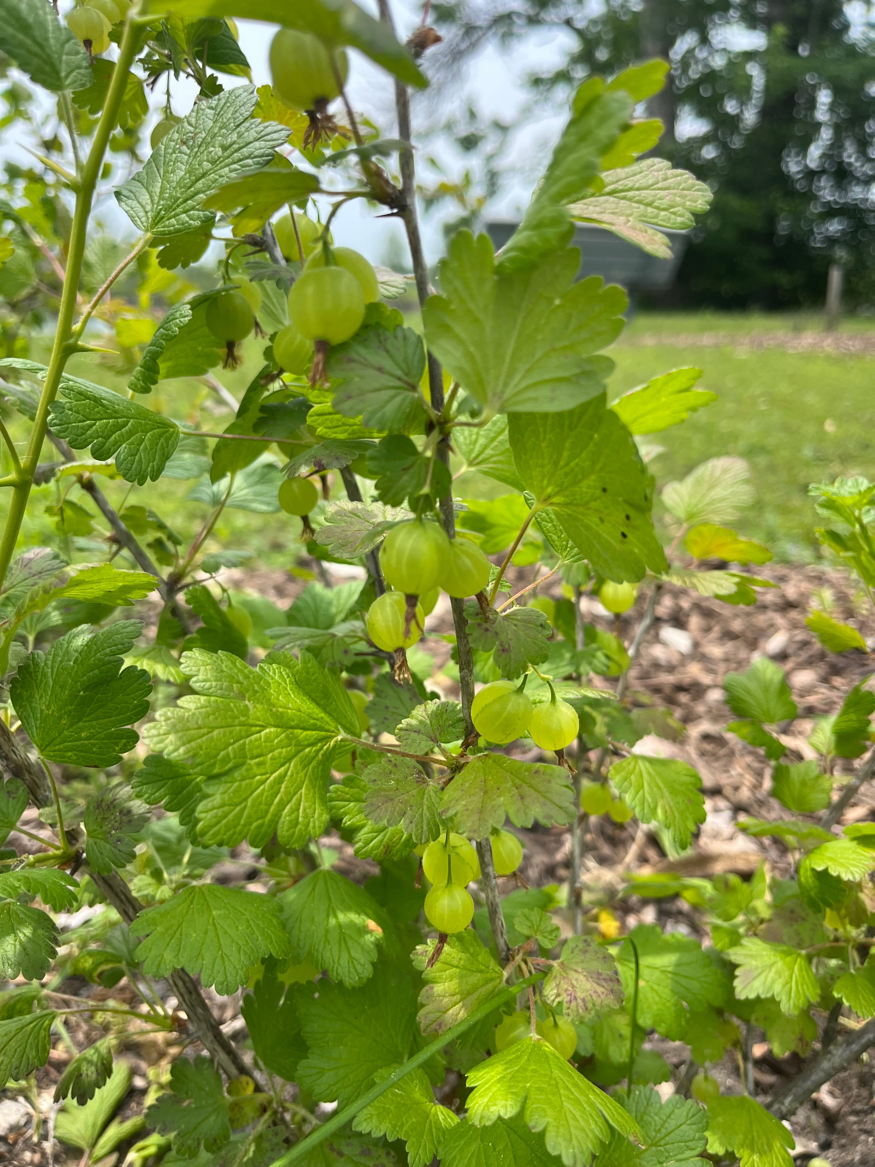 Gooseberry - "Pixwell"