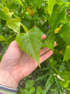 Gray Birch - Betula populifolia