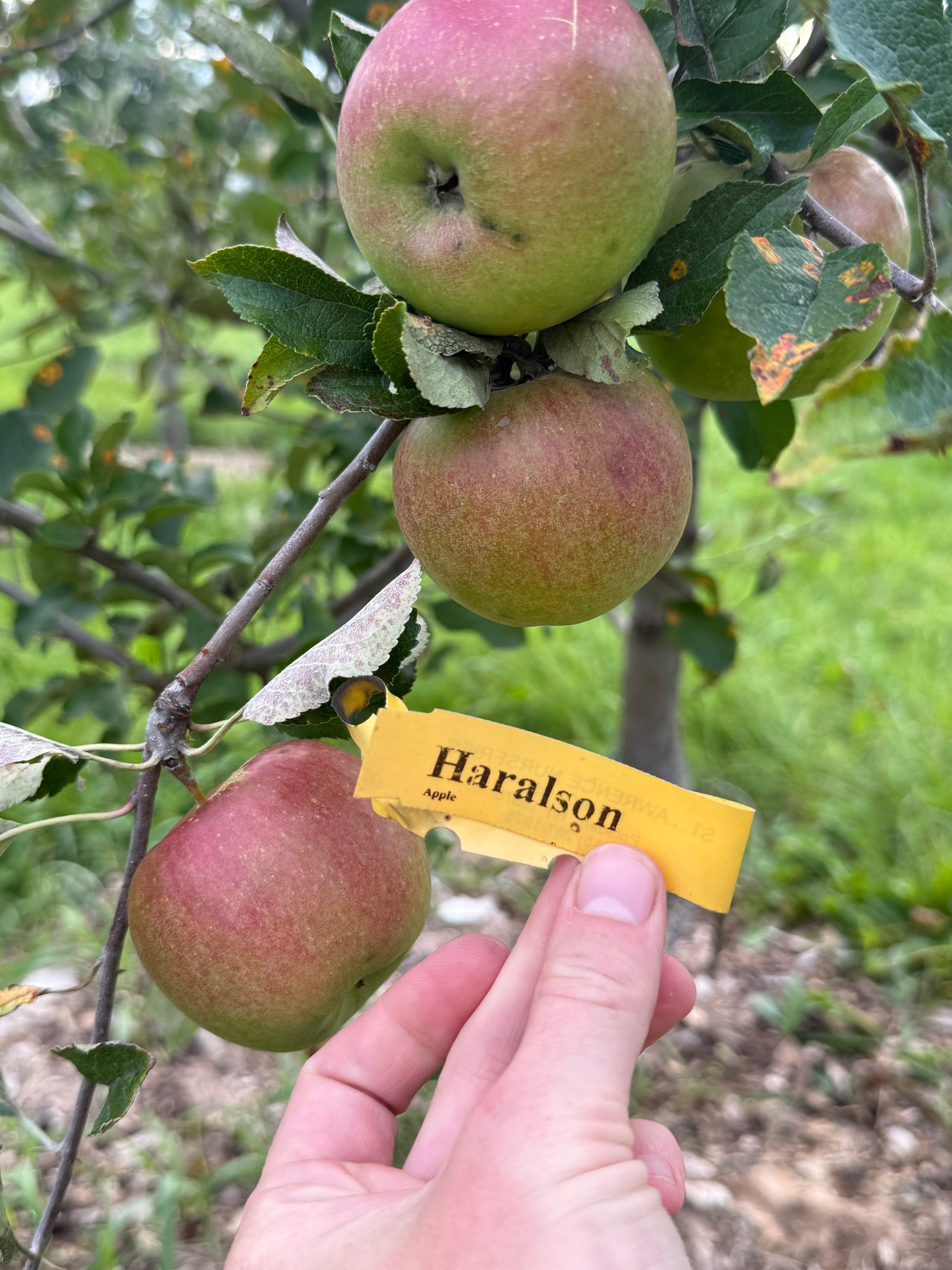 Haralson Apple