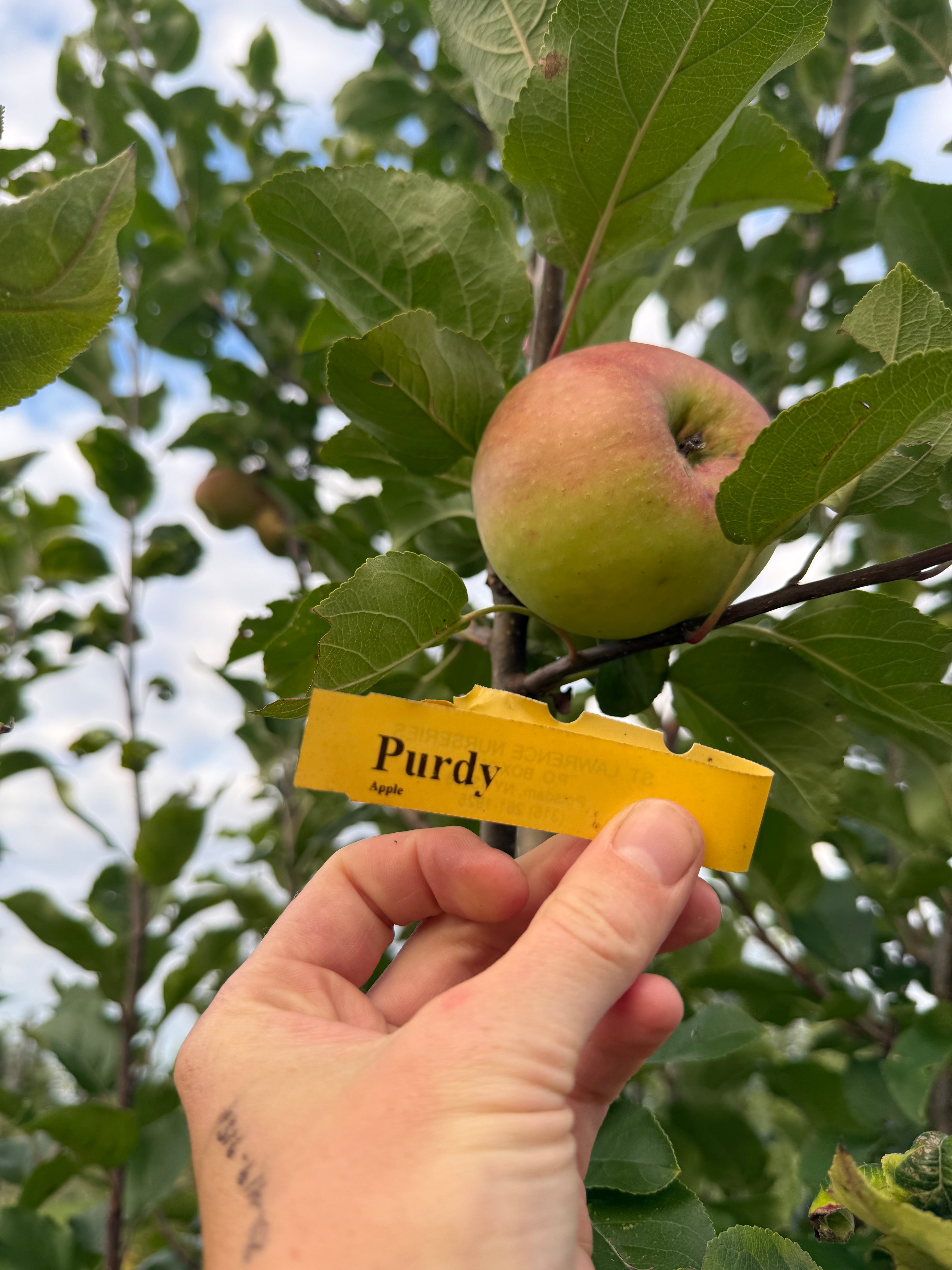 Purdy Apple