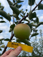 Brock Apple