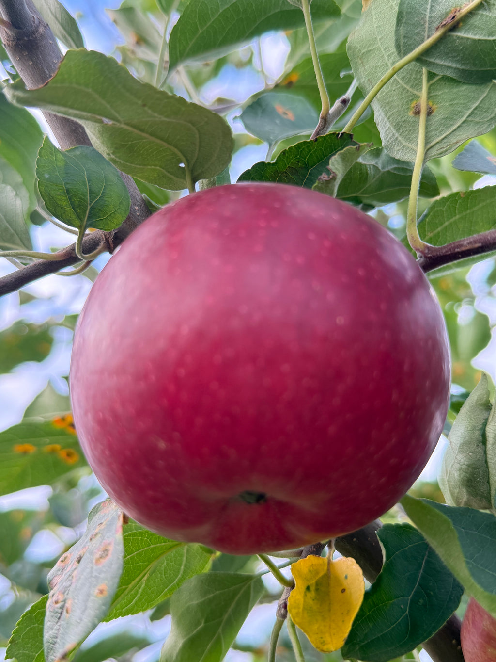 Beacon  Apple
