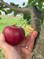 Beacon  Apple
