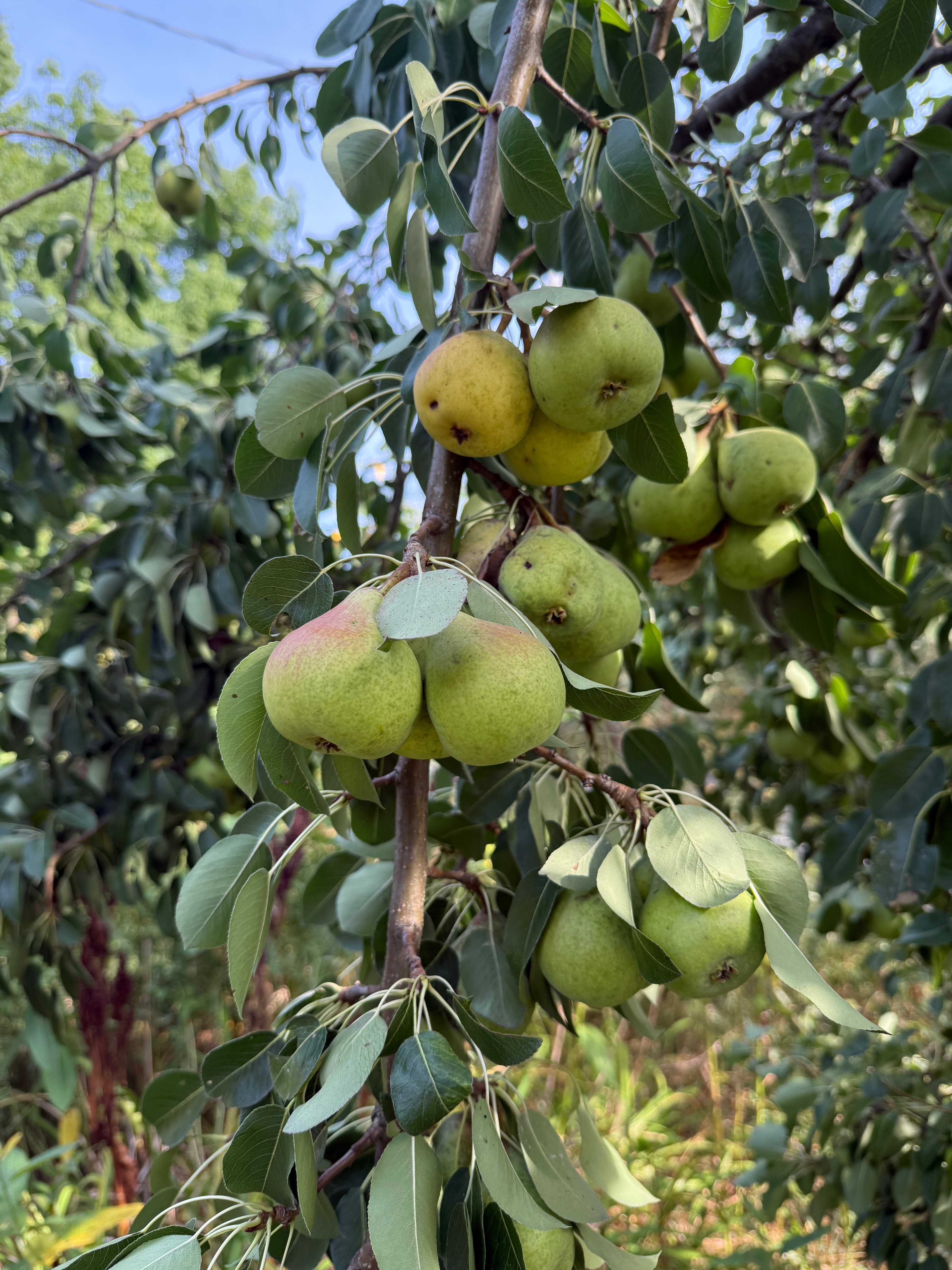 Hudar Pear