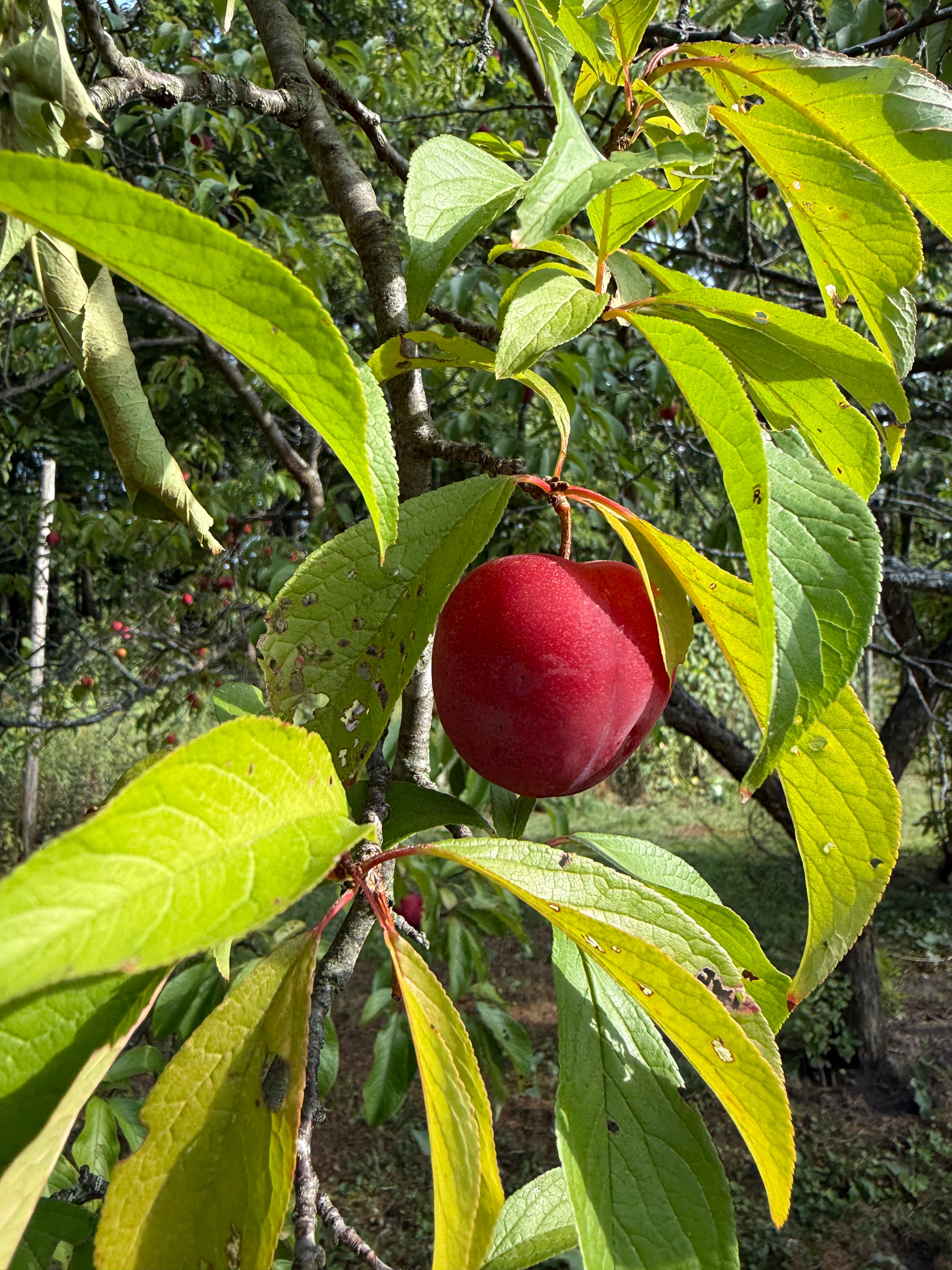 Alderman Plum
