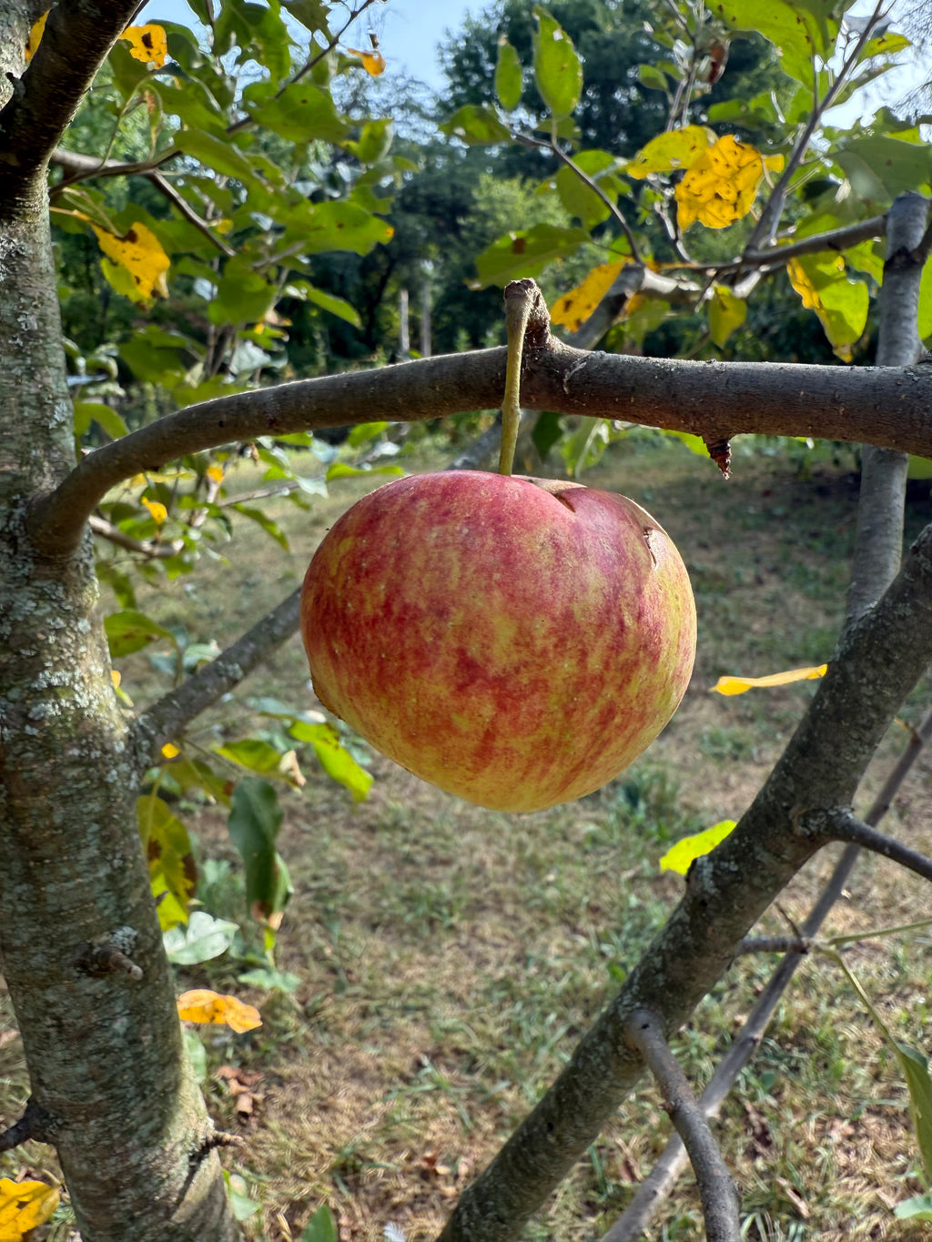 Frostbite Apple