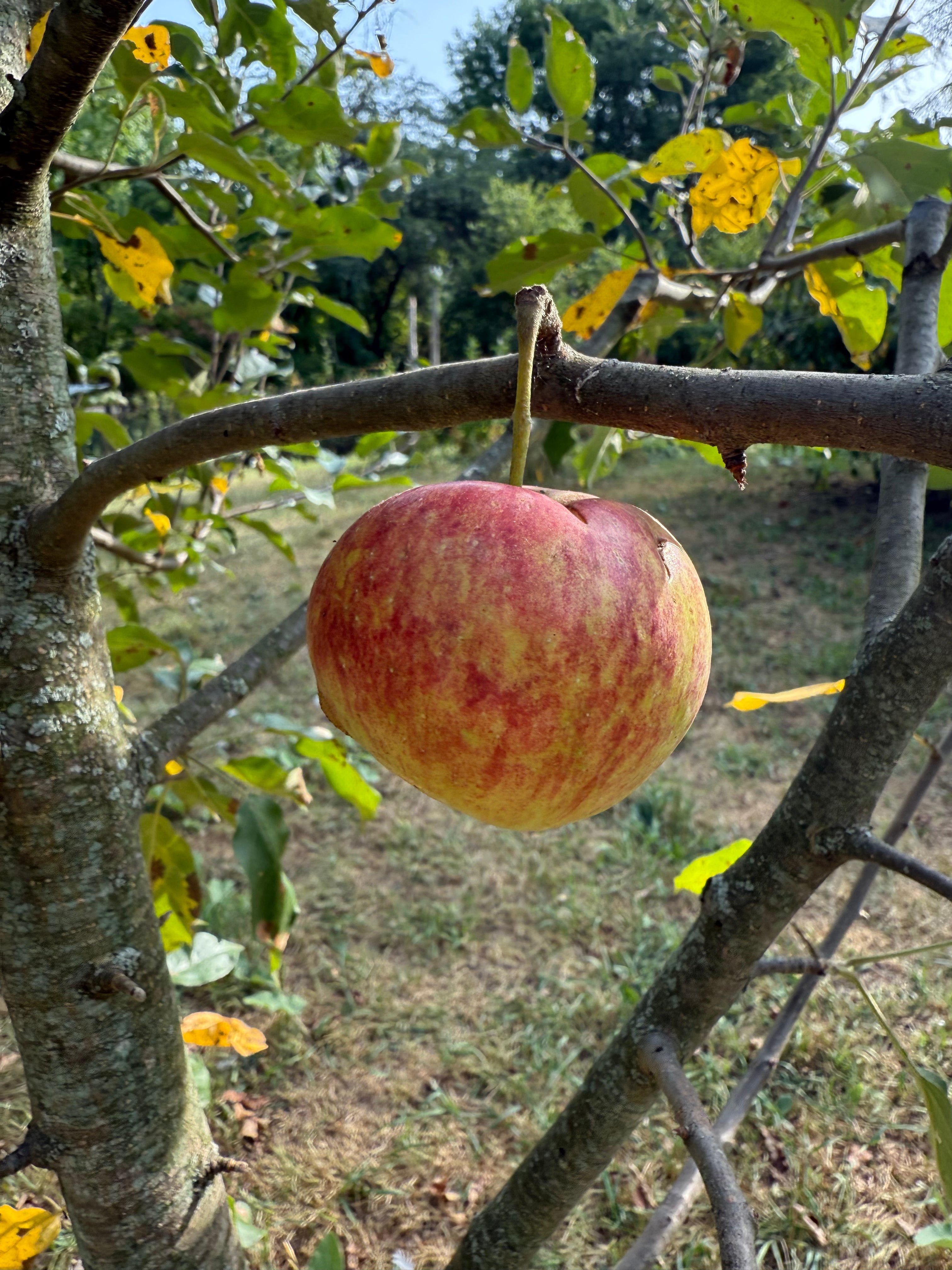Frostbite Apple