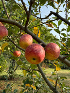Frostbite Apple