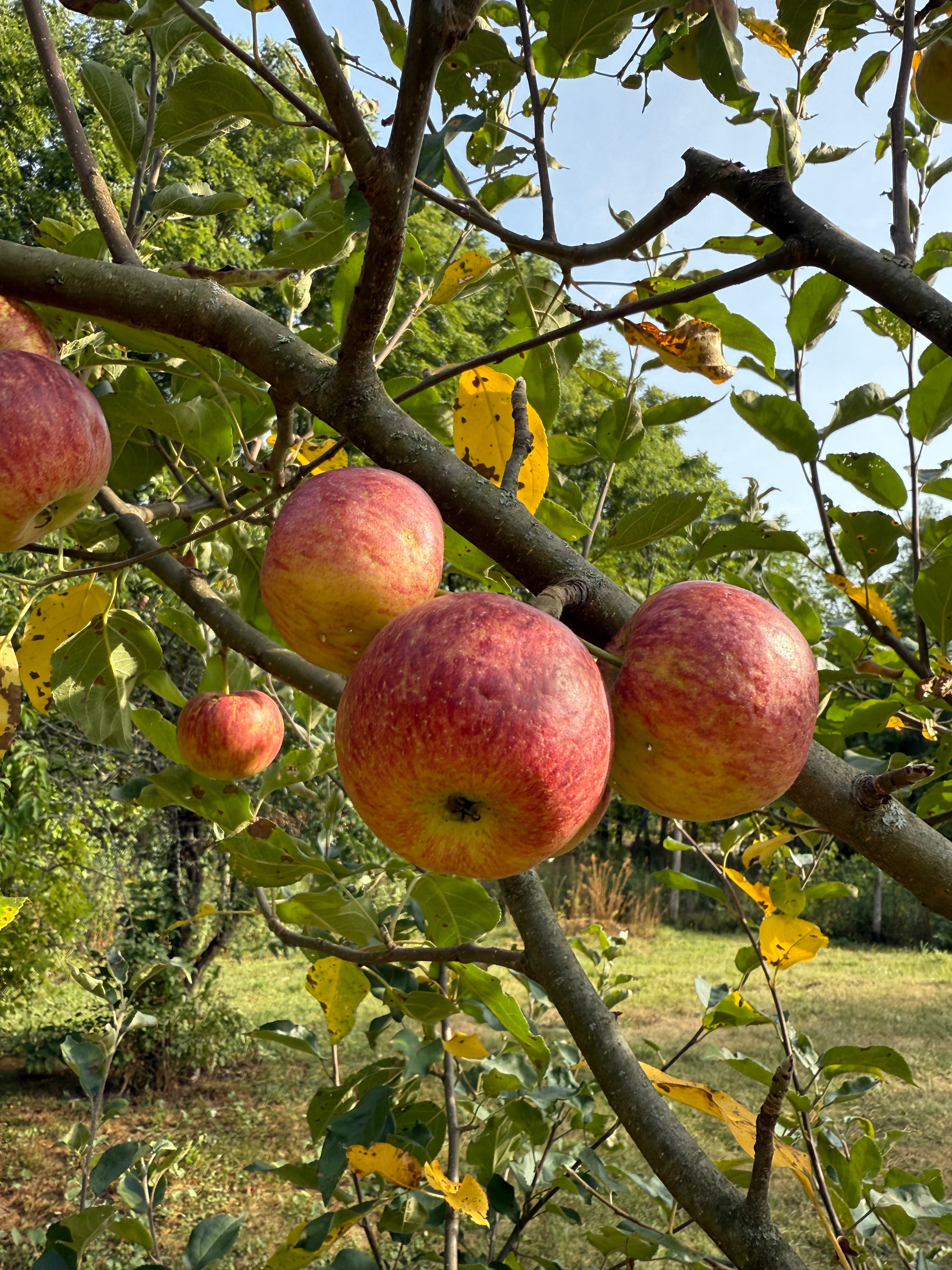 Frostbite Apple