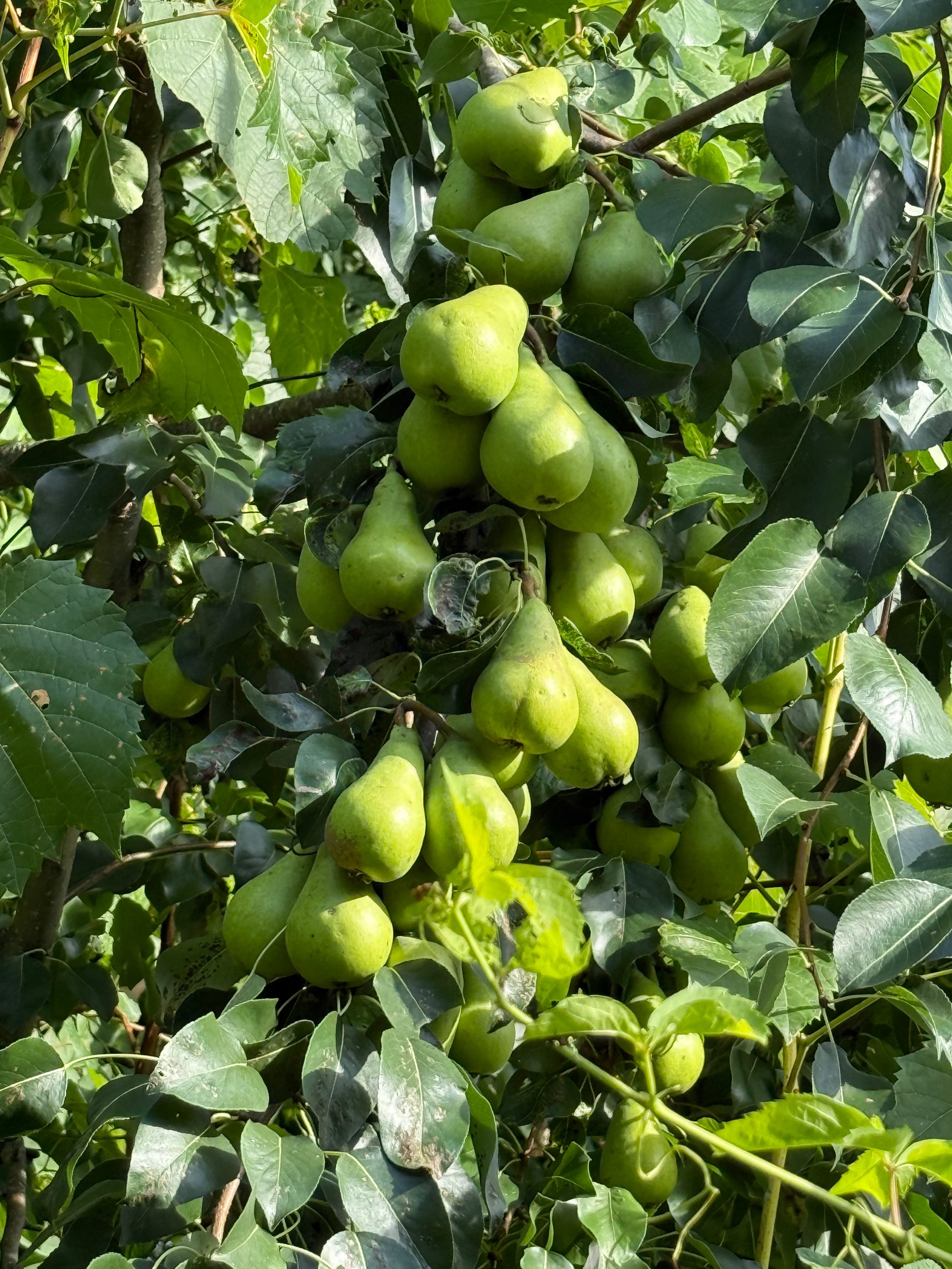 Beierschmidt Pear